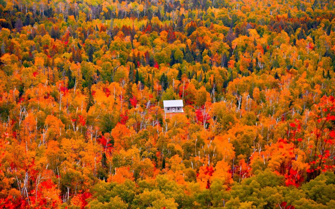 Choosing the Right Business Structure in Illinois (LLC, Corporation, Sole Proprietor)