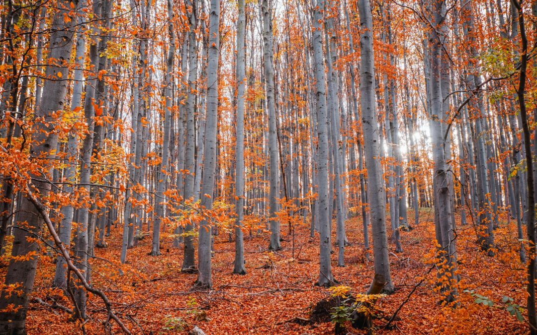 Starting a Business in Illinois: Legal Steps You Can’t Ignore