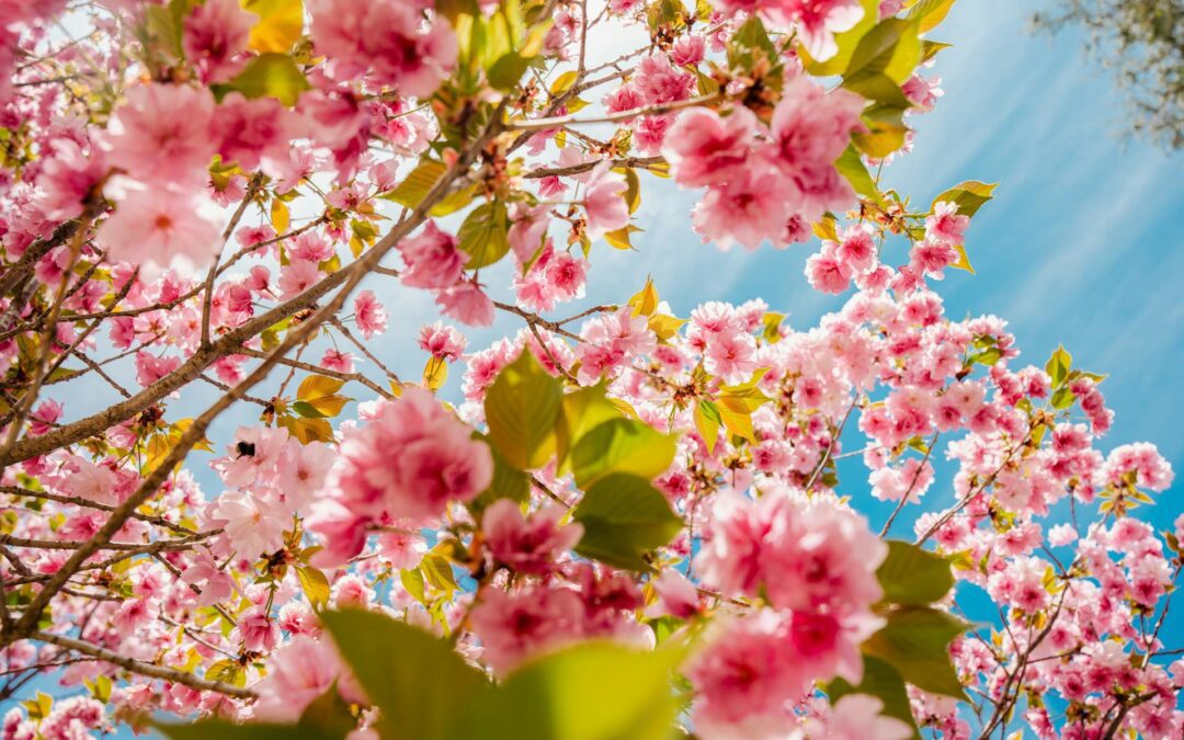 When Do You Need an Attorney in Crystal Lake or Harvard?